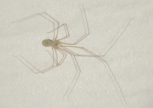 Réf. 321 412 : Micropholcus fauroti